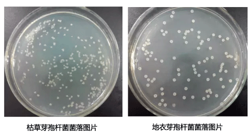 枯草和地衣芽孢桿菌主要有哪些區(qū)別？